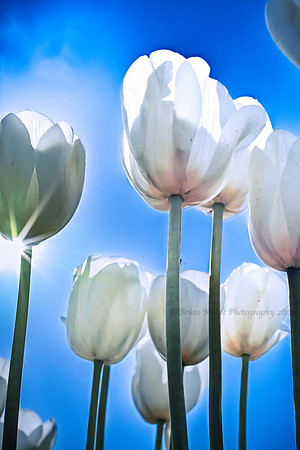 126 (Aug 2-8) White Tulips No. 1