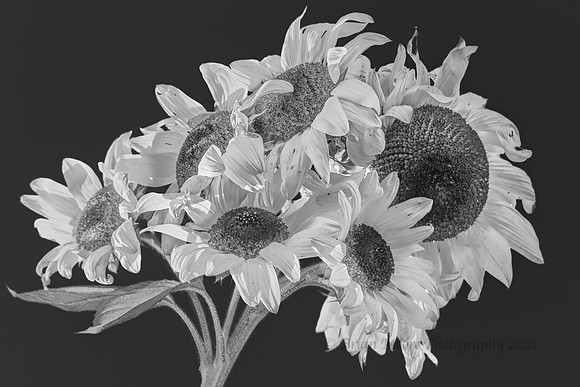032 (Oct 14-20) Sunflowers