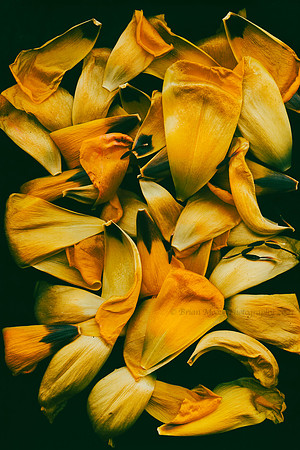 035 (Nov 4-10) Autumn Petals