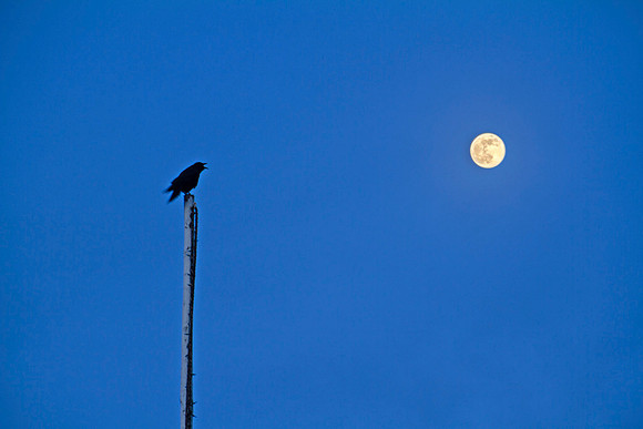 Corvid Moon Lo Res-6971
