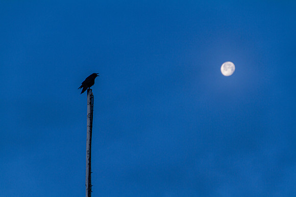 Kawing at the Moon