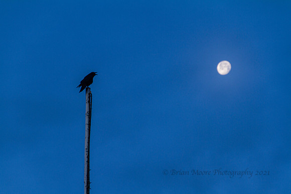 62 (May 12-18) Corvid Moon