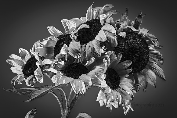 040 (Dec 9-15) Sunflowers II