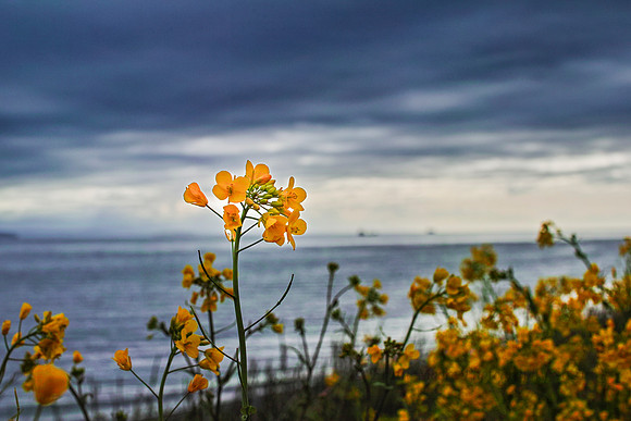 Rapeseed 2-3944