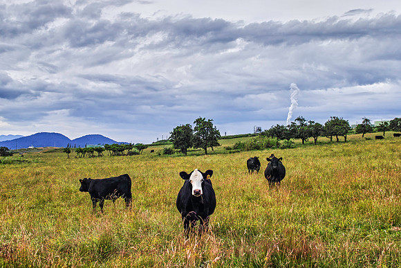 Curious Cow-4054