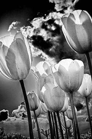 59 (Apr 21-27) March of the Tulips