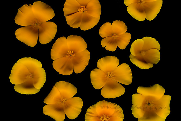 127 (Aug 9-15) California Poppies