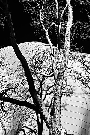 66 (June 9-15) A Tree in Winter