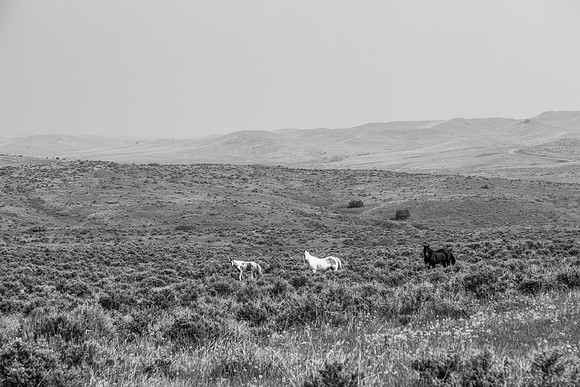 73 (July 28-Aug 3) Indian Ponies