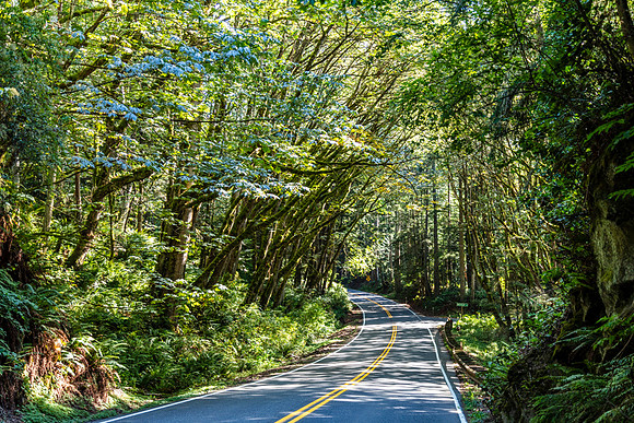 Chuckanut-1018