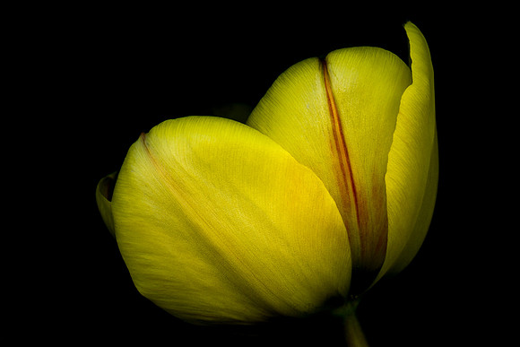 123 July 12-18) Wild Tulip No. 10