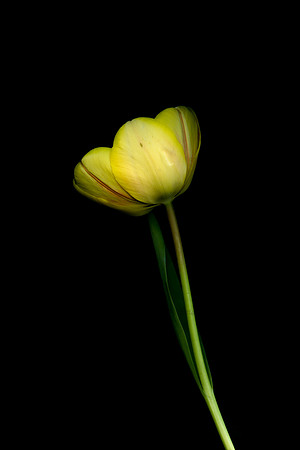 98 (Jan 19-25) Wild Tulip No. 9