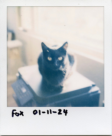 Fox-SX70-20240111-001
