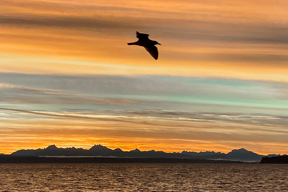 105 (Mar 8-14) The Seagull