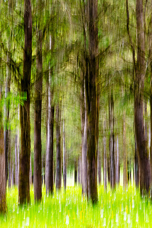 116 (May 24-30) The Whispering Pines