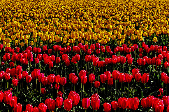 111 (Apr 19-25) Tulip Time