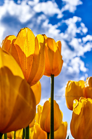 015 (June 17-23) Tulips for Ukraine